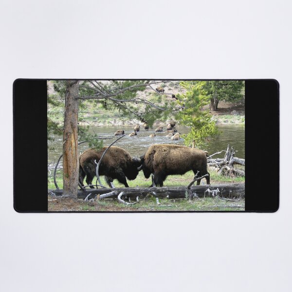 Item preview, Bison Locking Horns in Yelllowstone designed and sold by Duncan Bullock.