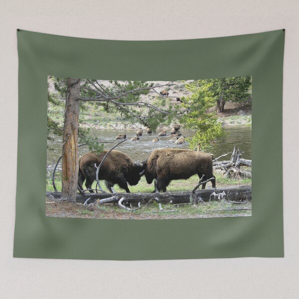 Item preview, Bison Locking Horns in Yelllowstone  designed and sold by Duncan Bullock.