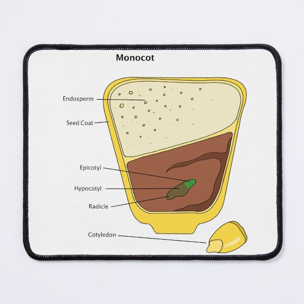 Item preview, Monocot Seed Diagram designed and sold by Punchy Academic.