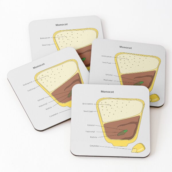 Item preview, Monocot Seed Diagram designed and sold by Punchy Academic.