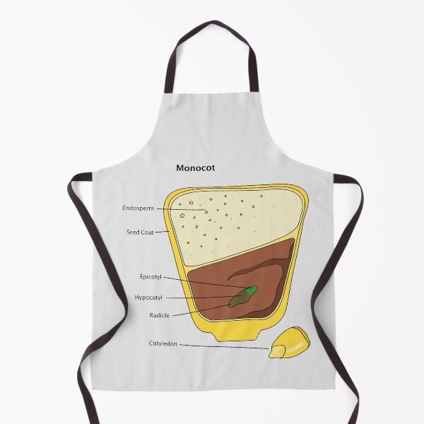 Item preview, Monocot Seed Diagram designed and sold by Punchy Academic.
