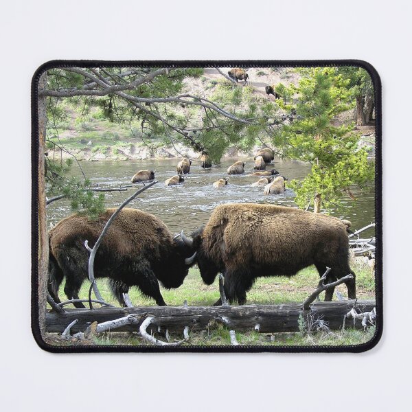 Item preview, Bison Locking Horns in Yelllowstone  designed and sold by Duncan Bullock.