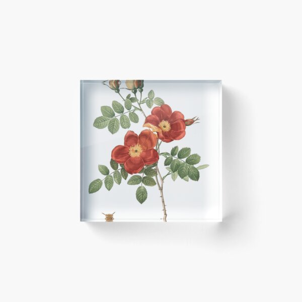 Item preview, beautiful roses designed and sold by RIFALDOO.