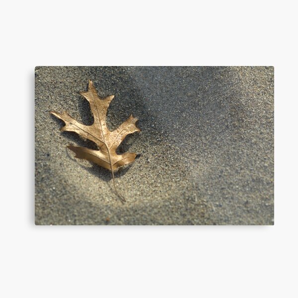 Frost on Leaf Metal Print