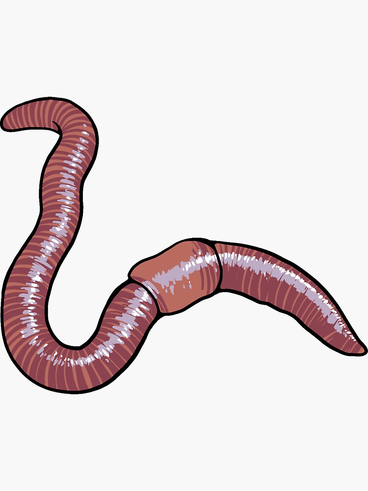 Pink Nightcrawler Earthworm Worm Sticker for Sale by Kayleigh Anderson