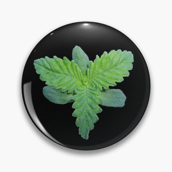 Artikelvorschau, Cannabissämling Whorled Phänotyp Indica entworfen und verkauft von Canadian-Garden.