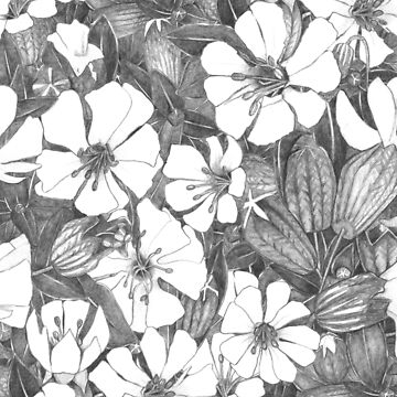 Artwork thumbnail, sea campion by scrummy