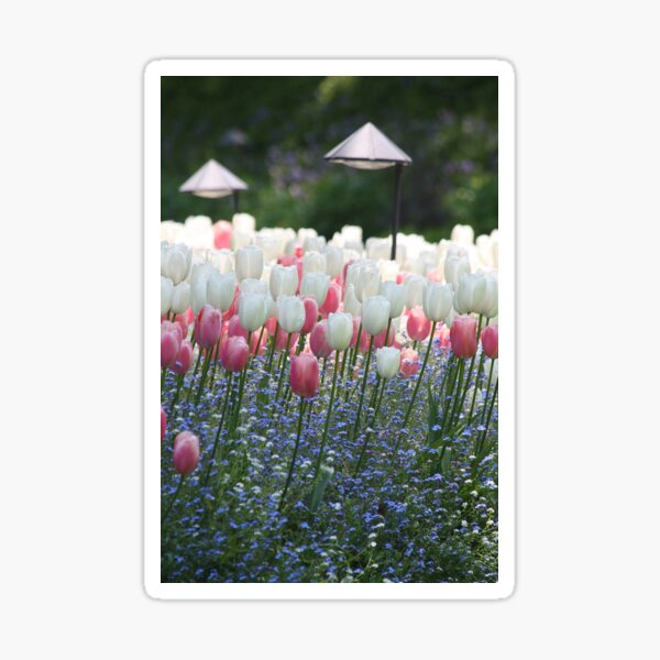 Pink and Blue - Soft Delicate Tulips amid forget-me-nots Sticker