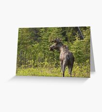 Roadside Moose Greeting Card