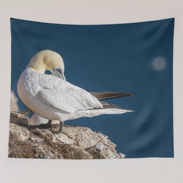 Item preview, Northern Gannet designed and sold by AliMarleyPhoto.