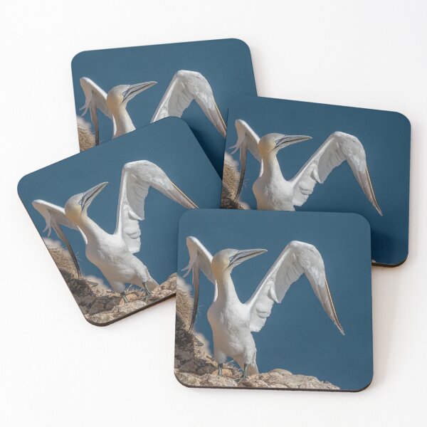 Artikelvorschau, Northern Gannet entworfen und verkauft von AliMarleyPhoto.