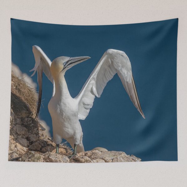 Item preview, Northern Gannet designed and sold by AliMarleyPhoto.
