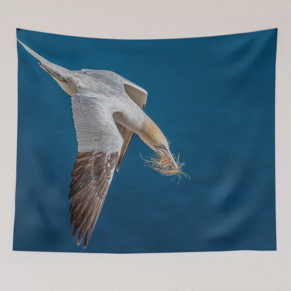 Item preview, Northern Gannet designed and sold by AliMarleyPhoto.