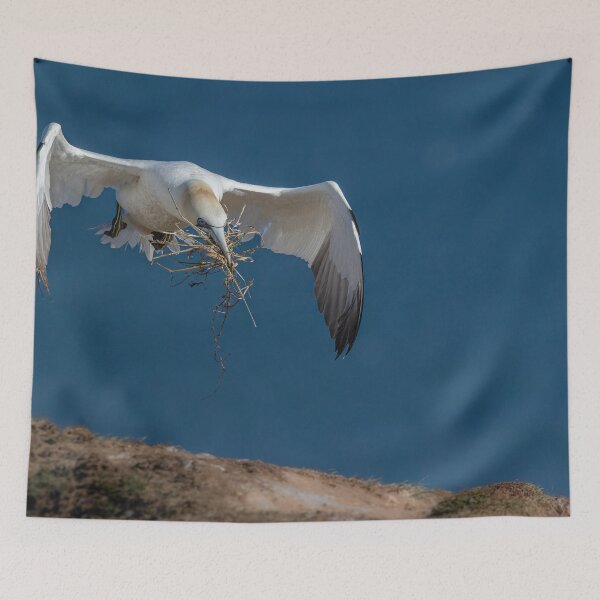 Item preview, Northern Gannet designed and sold by AliMarleyPhoto.