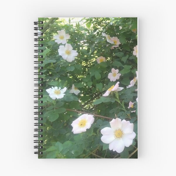Item preview, Rosehip Flower. Flowering rosehip bush on a sunny summer day, close-up. Delicately pink flowers on a branch of rose hips. designed and sold by paolboa.