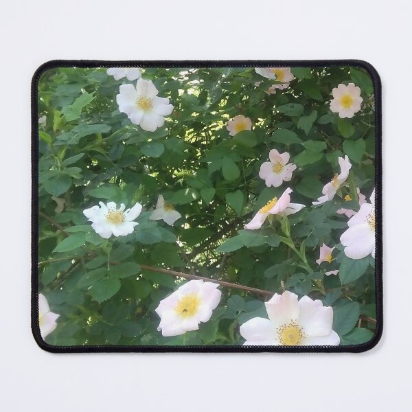 Item preview, Rosehip Flower. Flowering rosehip bush on a sunny summer day, close-up. Delicately pink flowers on a branch of rose hips. designed and sold by paolboa.