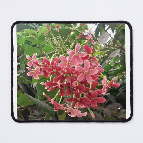 Item preview, Red Chinese HoneySuckle in my garden designed and sold by my-tree.