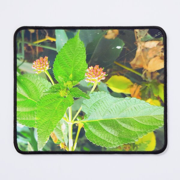Item preview, Lantana before blooming in my garden designed and sold by my-tree.