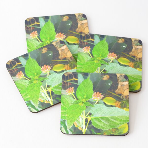 Item preview, Lantana before blooming in my garden designed and sold by my-tree.