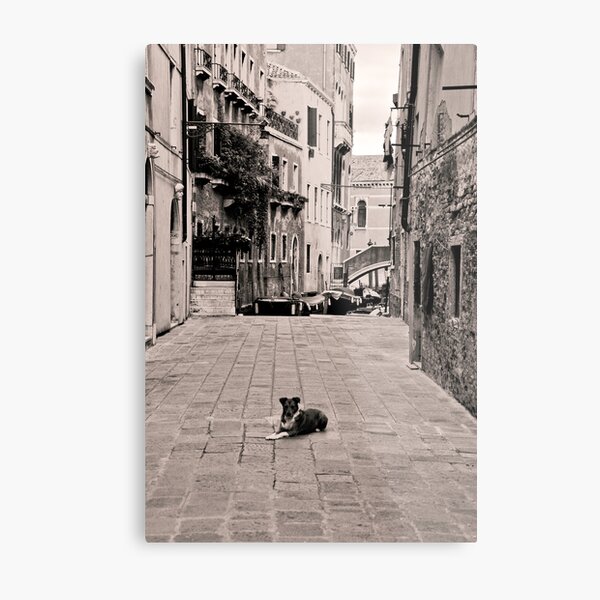 Dog Waiting Metal Print