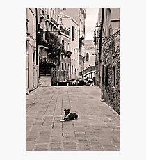 Dog Waiting Photographic Print