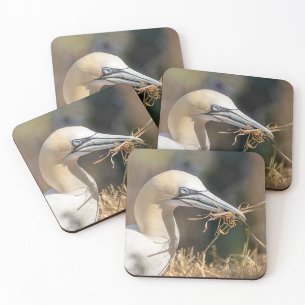 Artikelvorschau, Northern Gannet entworfen und verkauft von AliMarleyPhoto.