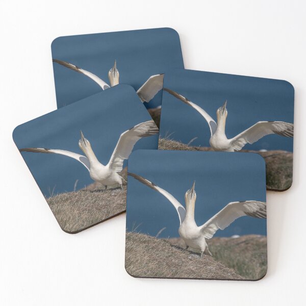 Artikelvorschau, Northern Gannet entworfen und verkauft von AliMarleyPhoto.