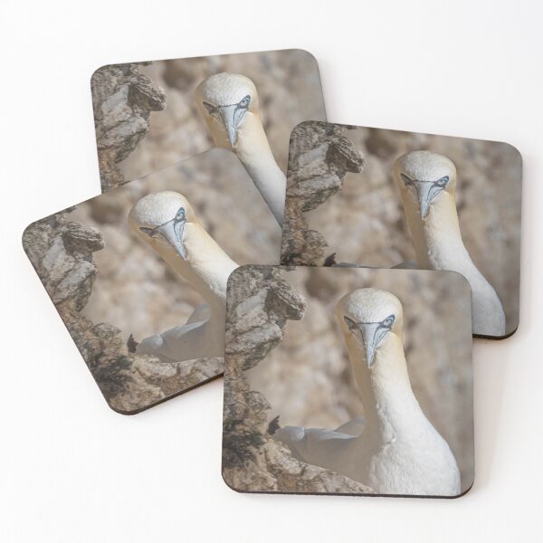 Artikelvorschau, Northern gannet entworfen und verkauft von AliMarleyPhoto.