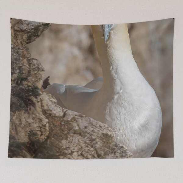 Item preview, Northern gannet designed and sold by AliMarleyPhoto.