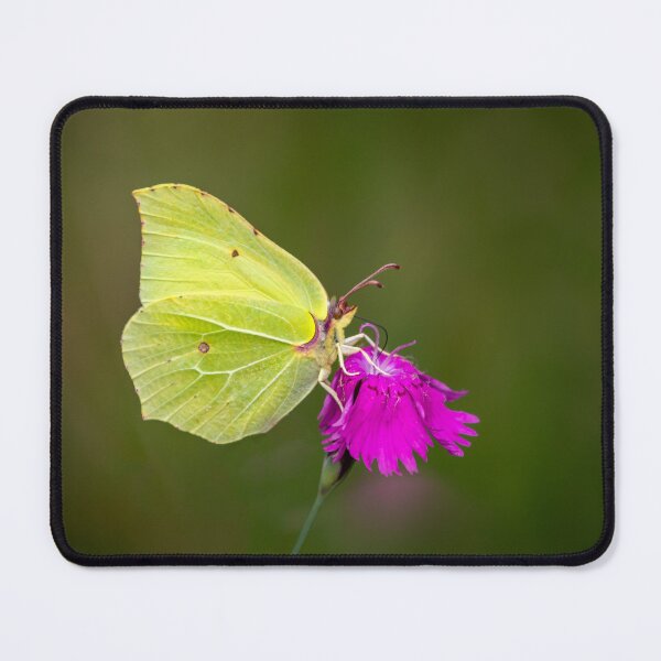 Item preview, brimstone butterfly designed and sold by tiefenunscharf.