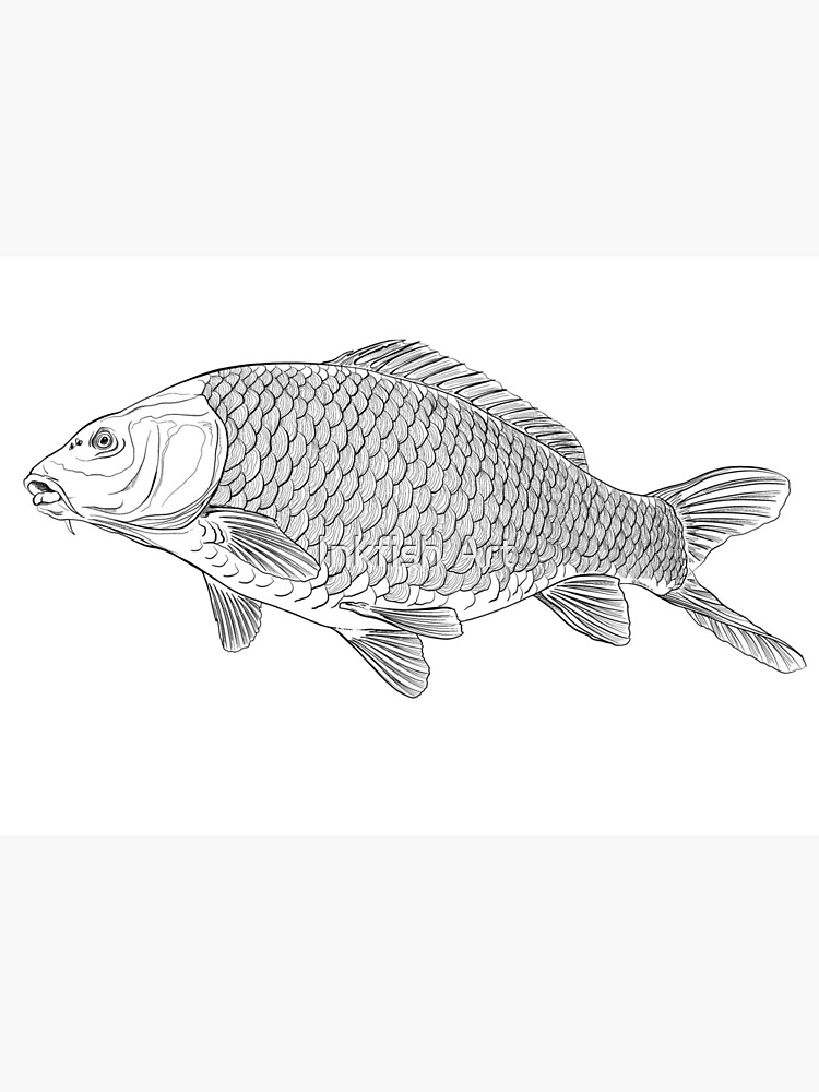 Carp Line Art Prints for Sale