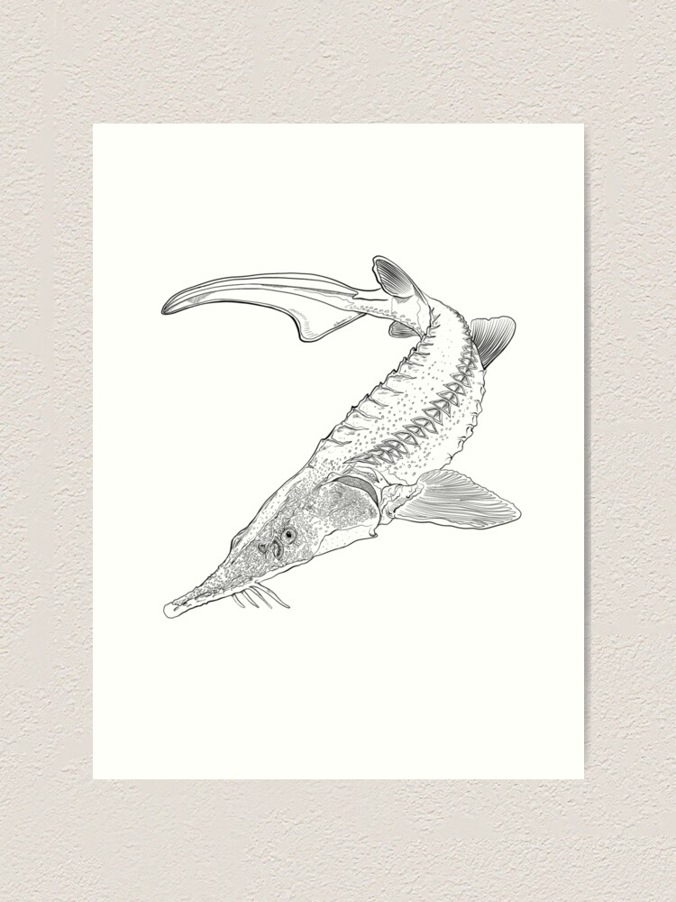 Sterlet Sturgeon. Genuine antique print for sale.