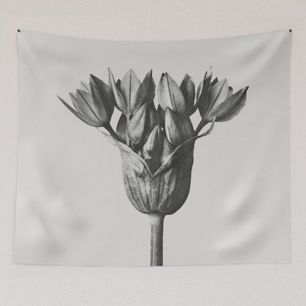Item preview, Ornamental Onion (Allium) Vintage Botanical Print by Karl Blossfeldt designed and sold by Pretty  Pixel.
