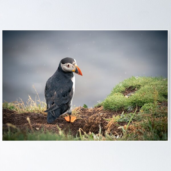 Item preview, Cute puffin in the rain on the lunga Islands designed and sold by Koolmees.