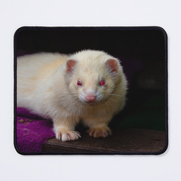 Item preview, Face of an Albino Ferret designed and sold by Dalyndigital Photography.