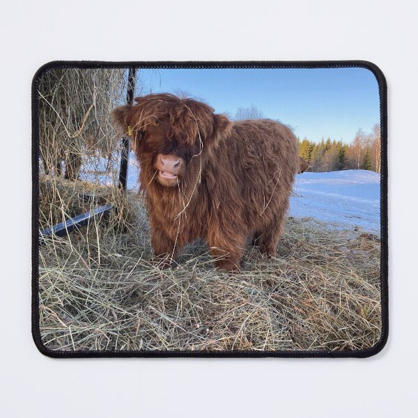Item preview, Scottish Highland Cattle Calf 4277 designed and sold by SaarelaHighland.