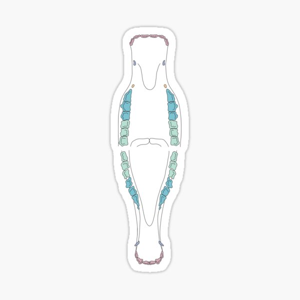 Item preview, Equine Dental Chart designed and sold by bstoreyarts.