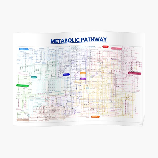 Metabolic pathway map Poster