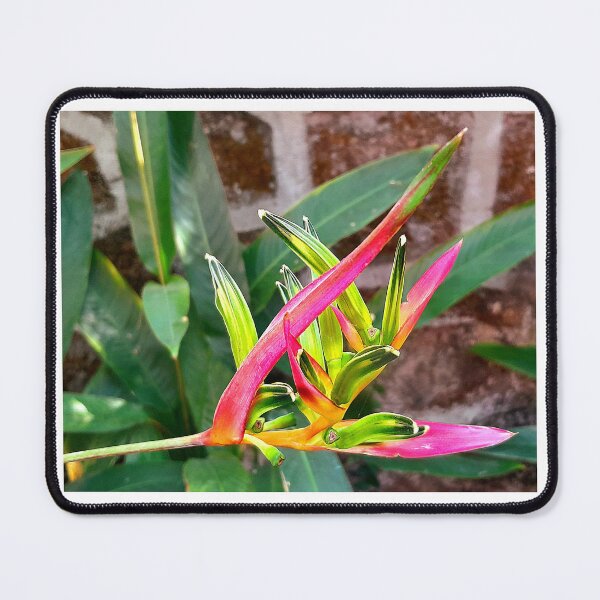 Item preview, Pink heliconia flower in my garden designed and sold by my-tree.