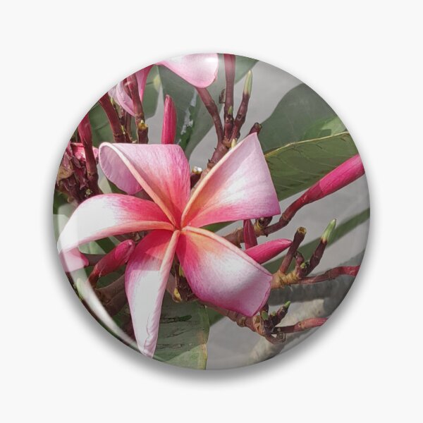 Item preview, Pink Plumeria flowers in my office designed and sold by my-tree.