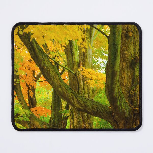 Item preview, Pioneer Park Trees, Bayfield designed and sold by Brian Shaw.