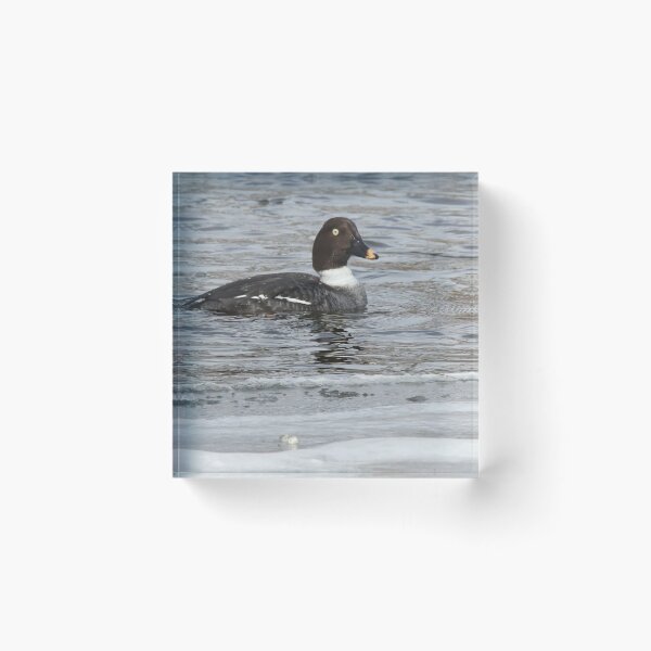 Item preview, Female Golden-eye Duck On The River designed and sold by FreelanceJim.
