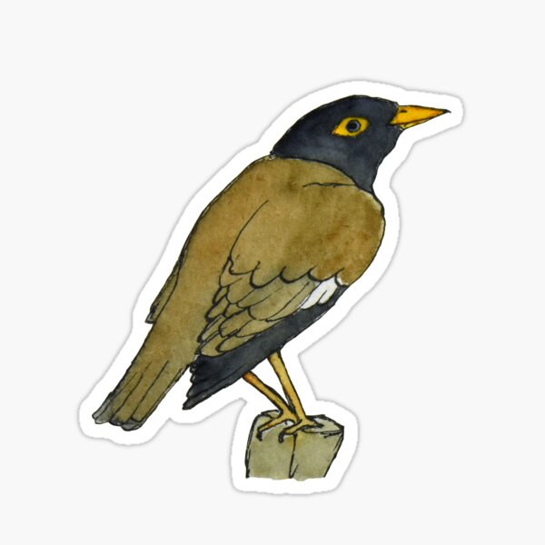 Mynah Gifts & Merchandise for Sale | Redbubble
