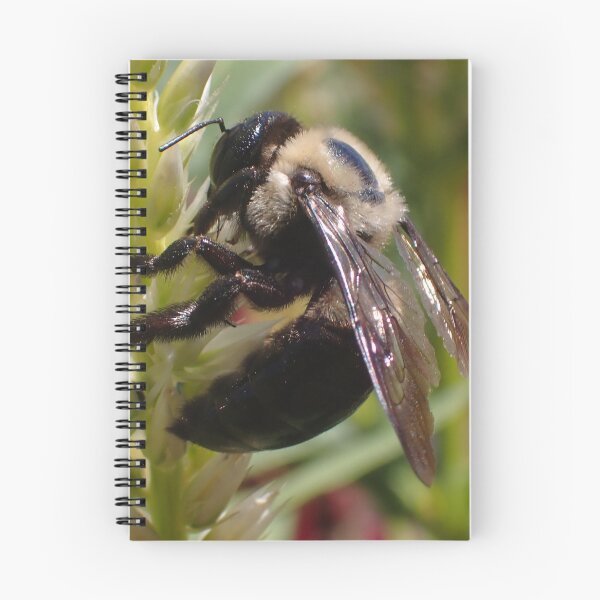 Item preview, Honey bee macro designed and sold by Kian  Burch.