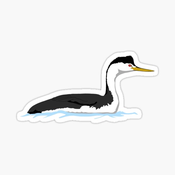 Clark's Grebe Sticker
