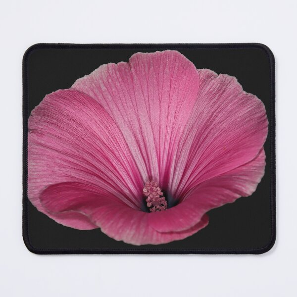 Item preview, Pink mallow flower designed and sold by marcrolandscape.