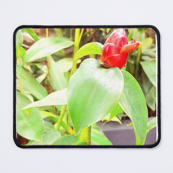 Item preview, Indian head ginger in my garden designed and sold by my-tree.