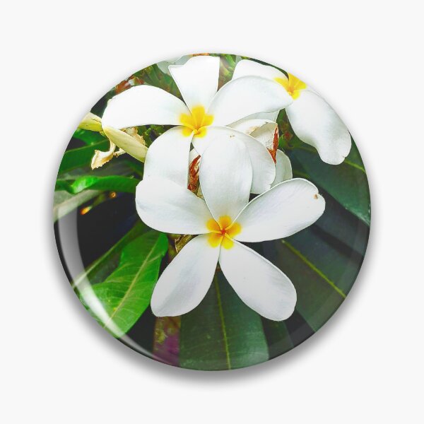 Item preview, White Plumeria flowers in my office designed and sold by my-tree.