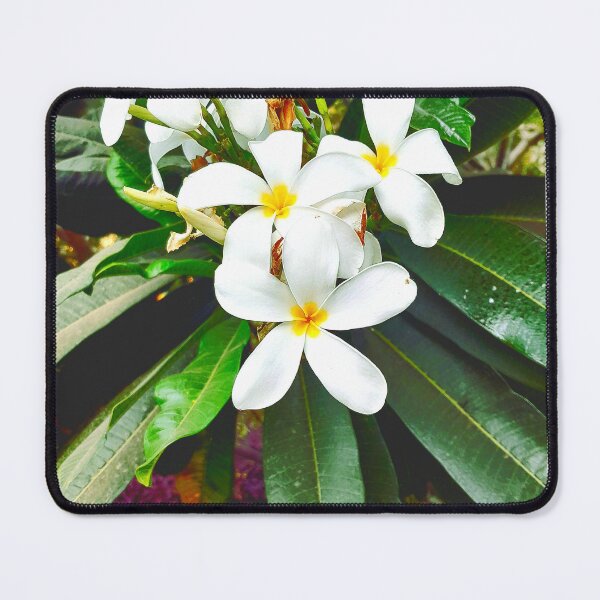 Item preview, White Plumeria flowers in my office designed and sold by my-tree.