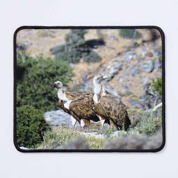 Item preview, Cretan vultures designed and sold by DTOUR-DESIGN.